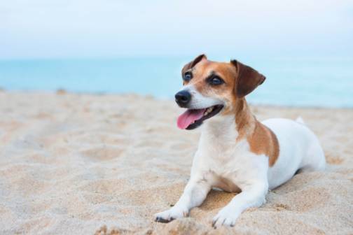 Pet Friendly Vacation Rentals