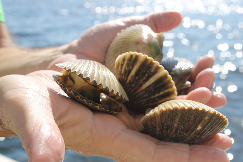 Scalloping on the Forgotten Coast Gulf County Florida