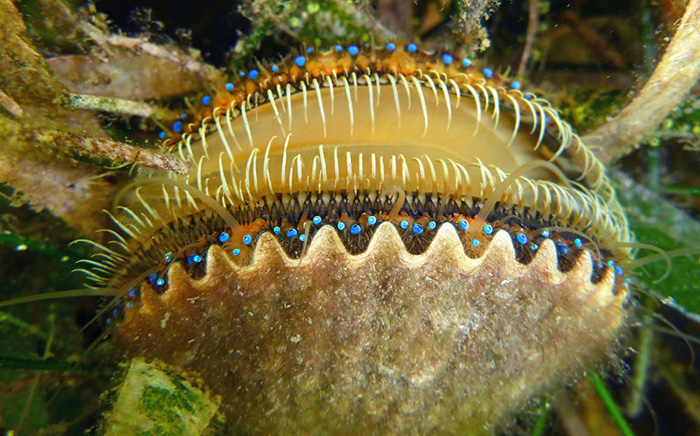 Scalloping on the Forgotten Coast Gulf County Florida
